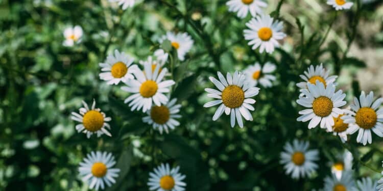 As 5 melhores plantas para a beleza facial que salvam a pele