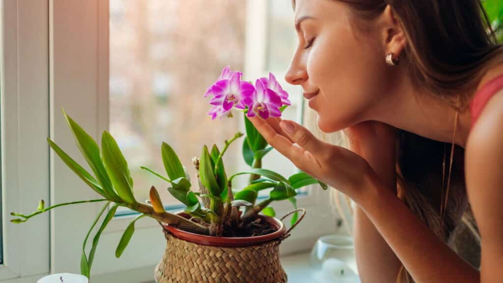As flores que duram mais tempo em vasos e deixam a casa mais viva