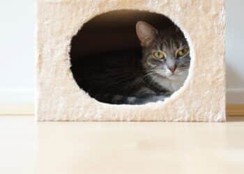 Construa um refúgio acolhedor com materiais simples para seu gatinho