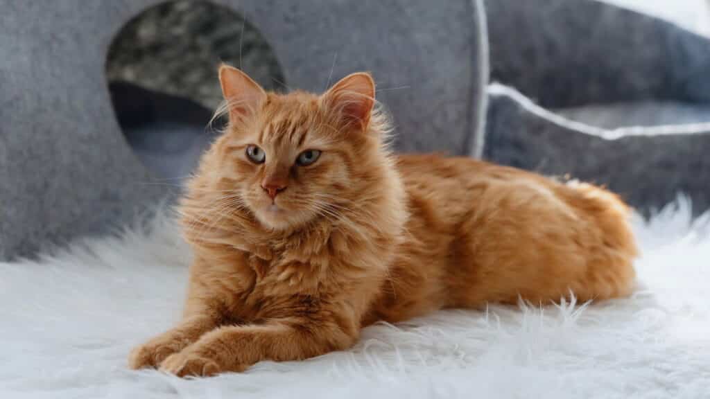 Como montar a casa para os gatinhos passo a passo?