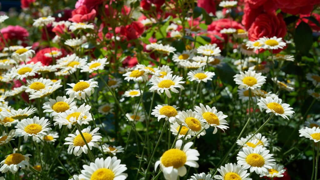 As flores que duram mais tempo em vasos e deixam a casa mais viva