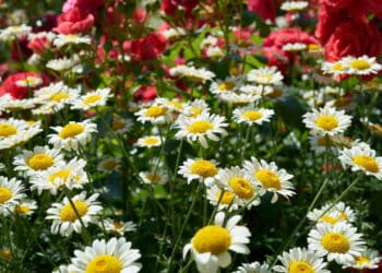 Flores e plantas // Créditos: depositphotos.com / heiko119