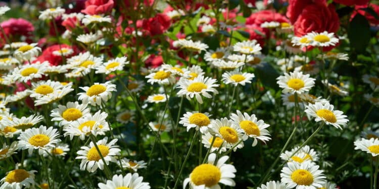Flores e plantas // Créditos: depositphotos.com / heiko119