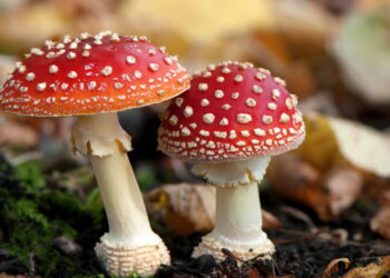 Cogumelo // Créditos: depositphotos.com / arievdwolde
