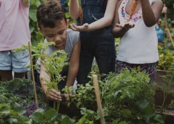 Deixe seu filho plantar: o jardinagem como ferramenta de aprendizado e afeto