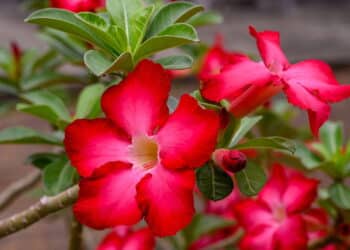 truque simples para fazer rosa-do-deserto florescer mais vezes