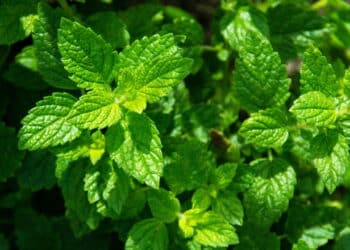 A planta poderosa para aliviar o estresse do dia a dia e fácil de plantar