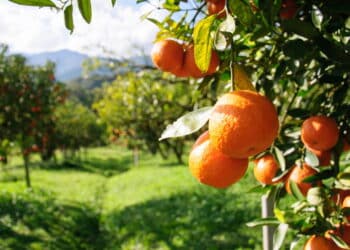 Frutas recém-colhidas conservam mais sabor, nutrientes e frescor