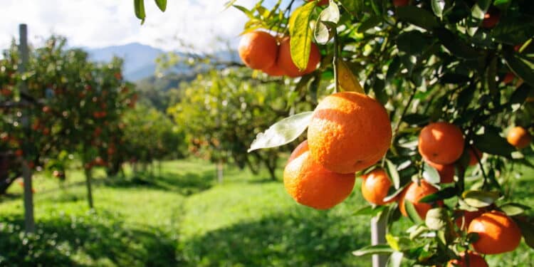 Frutas recém-colhidas conservam mais sabor, nutrientes e frescor