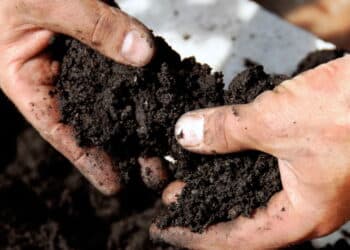 O segredo para plantas saudáveis com o adubo mágico