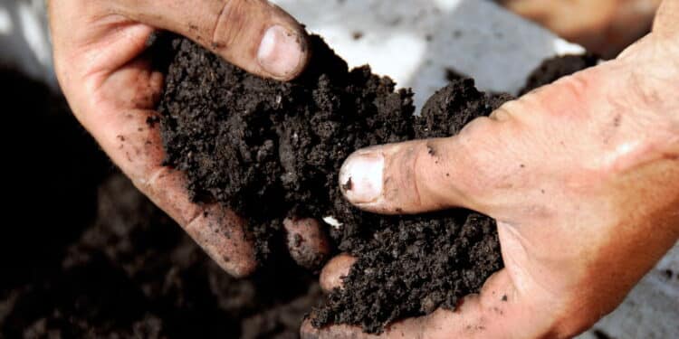 O segredo para plantas saudáveis com o adubo mágico