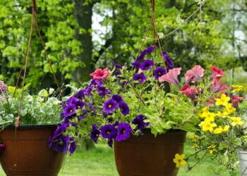 A adubação perfeita para seu jardim florir colorido e saudável