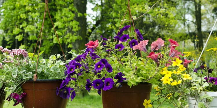 A adubação perfeita para seu jardim florir colorido e saudável