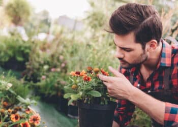 Você acha que está cuidando bem das plantas? Especialistas dizem o contrário