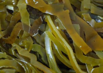 'Kombu, o ingrediente barato que eleva qualquer prato japonês