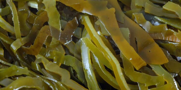 'Kombu, o ingrediente barato que eleva qualquer prato japonês