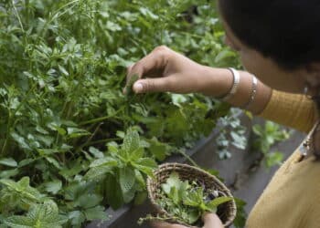 Conheça 3 plantas que são solução para problemas respiratórios