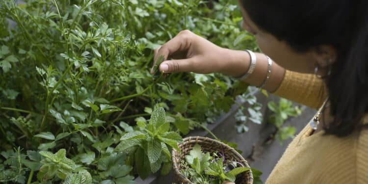 Conheça 3 plantas que são solução para problemas respiratórios