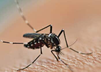 Por que os mosquitos picam você mais? Veja o que pode estar atraindo os insetos