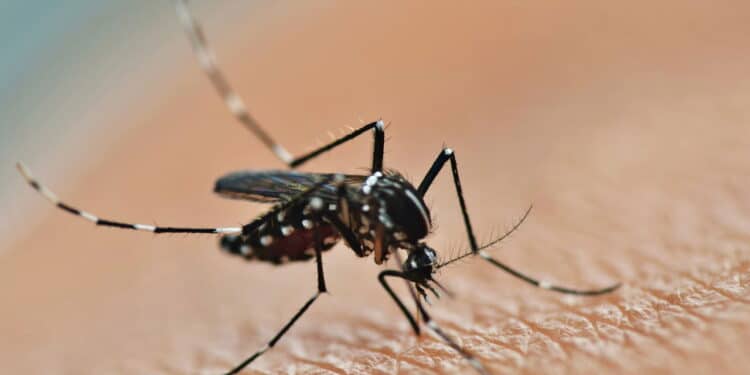 Por que os mosquitos picam você mais? Veja o que pode estar atraindo os insetos