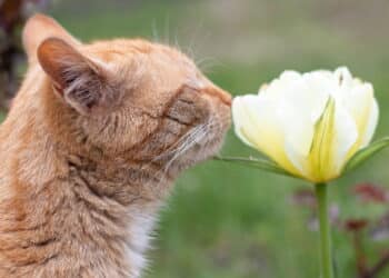 Você nunca imaginou que essas plantas fossem tão seguras para animais