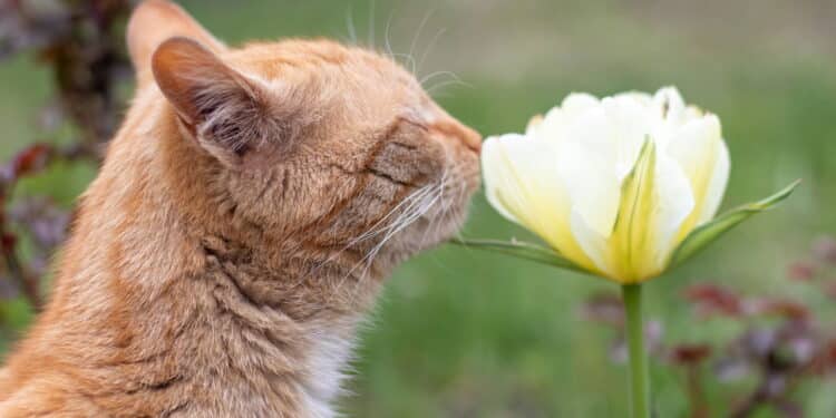 Você nunca imaginou que essas plantas fossem tão seguras para animais