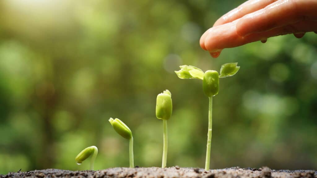 Essa é a planta secreta que atrai muito dinheiro e sucesso para seu negócio