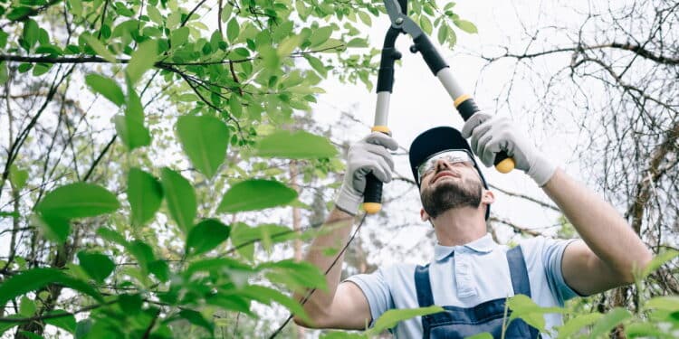 Os 6 segredos que todo jardineiro sabe e esconde de você