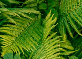 As 7 plantas que trazem alegria e tranquilidade para a casa