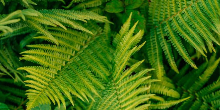 As 7 plantas que trazem alegria e tranquilidade para a casa