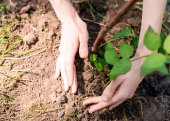 Soluções naturais para solo argiloso recomendadas por especialistas em jardinagem