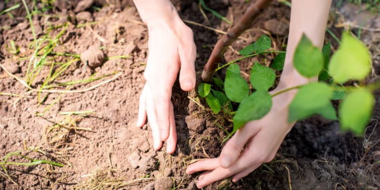 Soluções naturais para solo argiloso recomendadas por especialistas em jardinagem