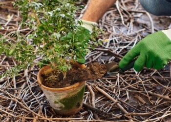 Mudar de casa e plantas no novo solo: a jardinagem como forma de conexão