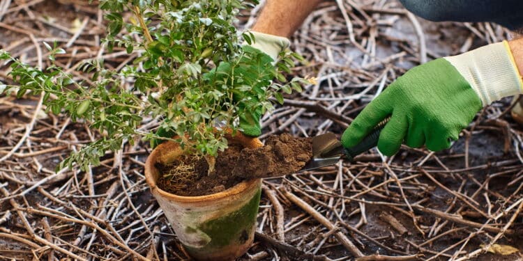 Mudar de casa e plantas no novo solo: a jardinagem como forma de conexão