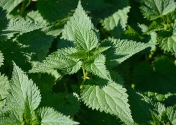 A melhor planta que combate problemas renais e próstata, segundo cientistas