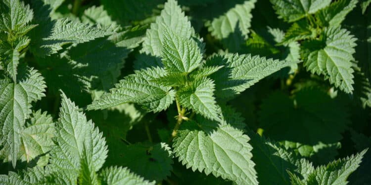 A melhor planta que combate problemas renais e próstata, segundo cientistas