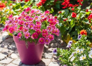 Essas três flores são as melhores para decorar vasos em agosto