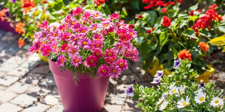 Essas três flores são as melhores para decorar vasos em agosto