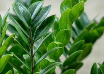 Zamioculcas // Créditos: depositphotos.com / nantichak56@nu.ac.th