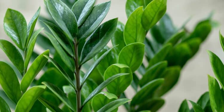 Zamioculcas // Créditos: depositphotos.com / nantichak56@nu.ac.th