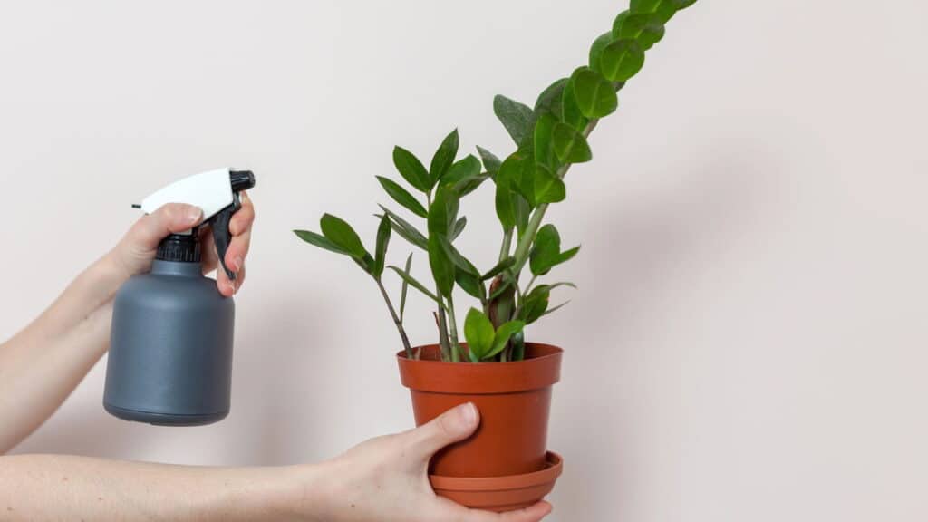 A planta que é símbolo de prosperidade e sucesso em negócios