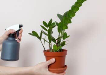 A planta que é símbolo de prosperidade e sucesso em negócios