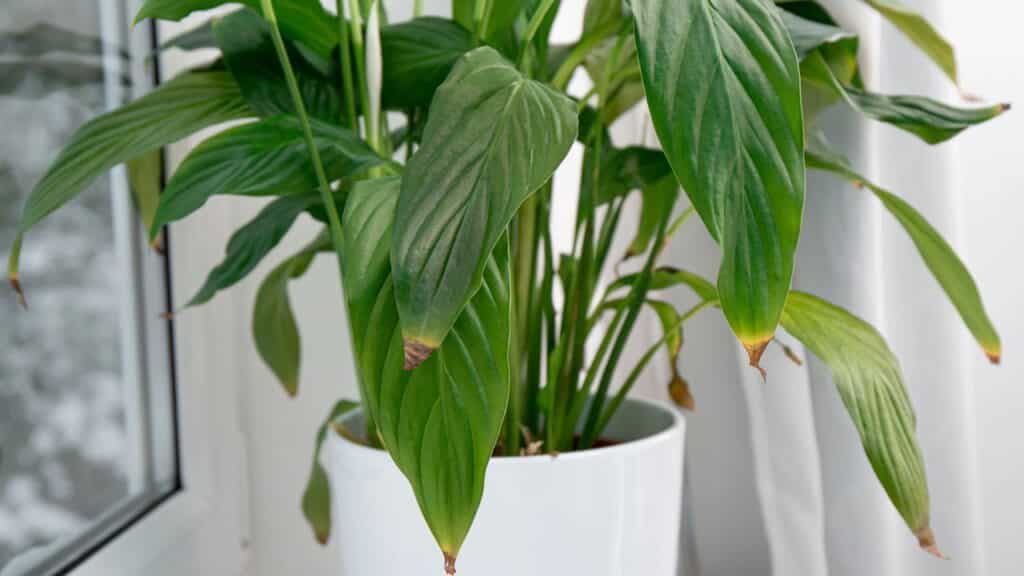 As três dicas de ouro que todo dono de plantas de primeira viagem precisa conhecer