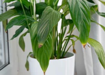 As três dicas de ouro que todo dono de plantas de primeira viagem precisa conhecer