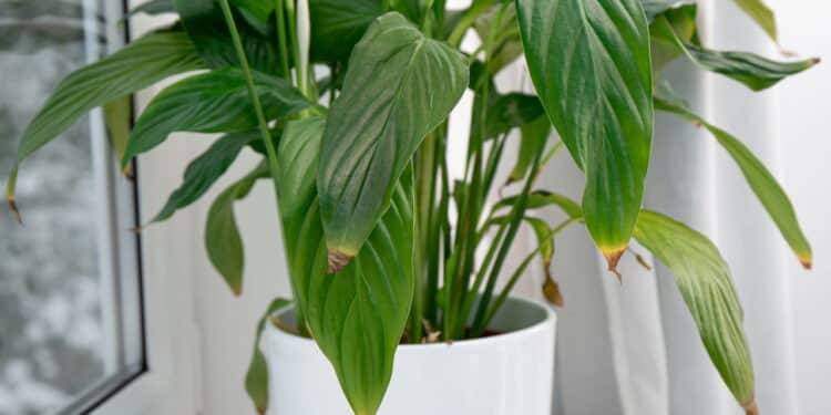 O que as folhas marrons ou murchas realmente revelam sobre as suas plantas