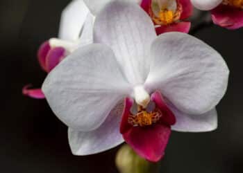 As plantas que estão em alta para sofisticação e decoração da sua casa