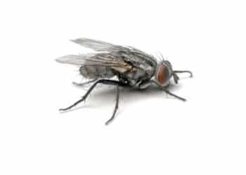 Aprenda a 'receita da vovó' fácil de poucos ingredientes para espantar as moscas da sua casa