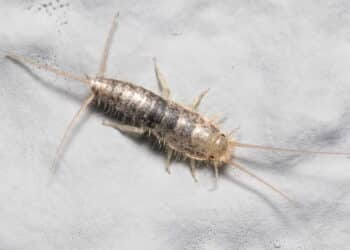 Acabe de vez com as traças em casa usando essa dica simples