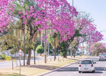 Novo ranking revela qual é a cidade mais arborizada do Brasil