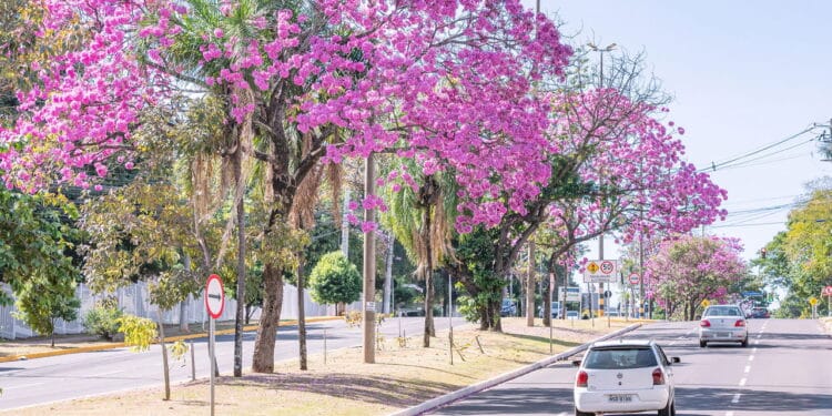 Novo ranking revela qual é a cidade mais arborizada do Brasil